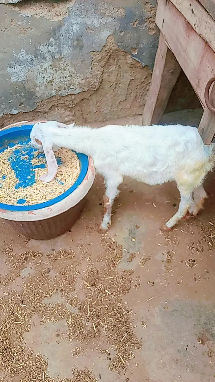 Bakri with 2 male bachain for sale — photo 12