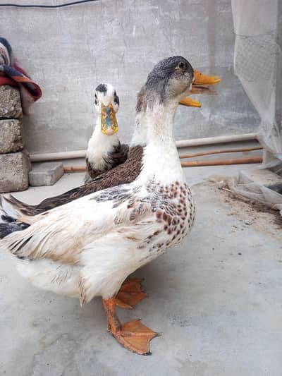ducks for sale