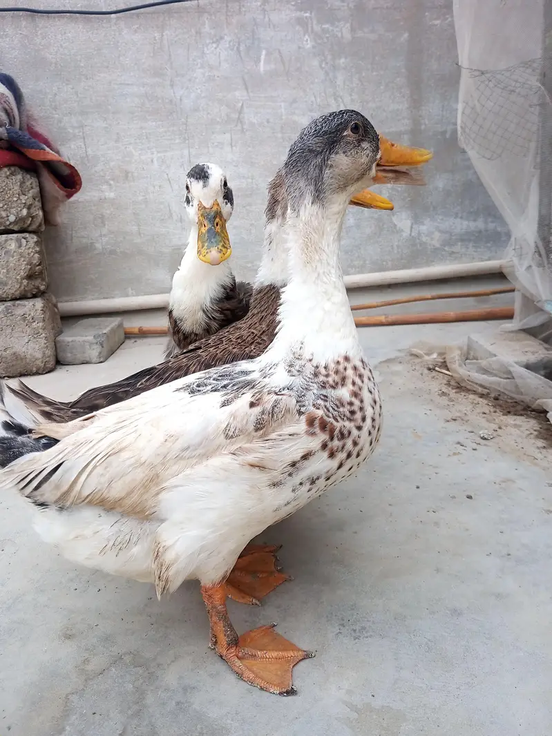 ducks for sale
