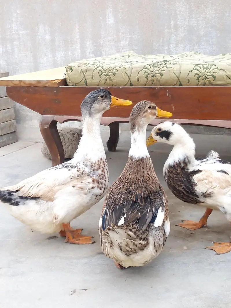 ducks for sale — photo 2