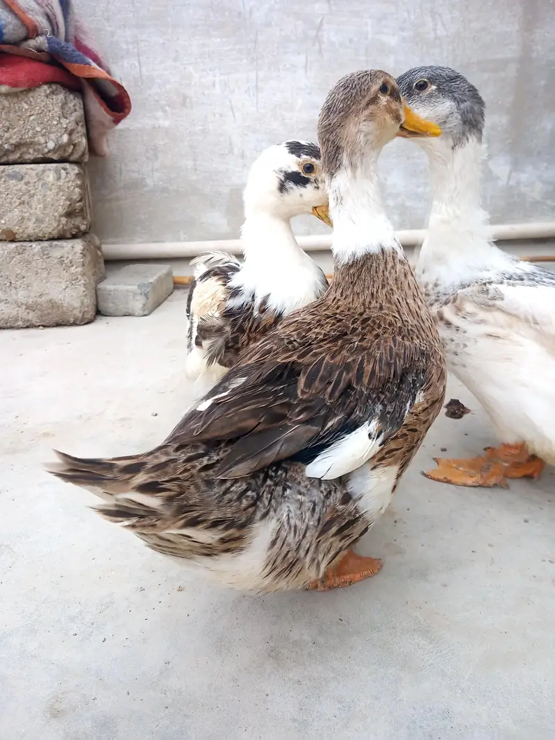ducks for sale — photo 3