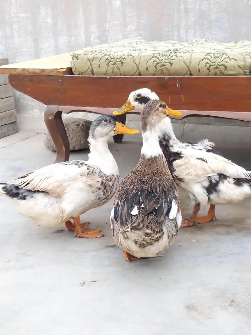 ducks for sale — photo 4