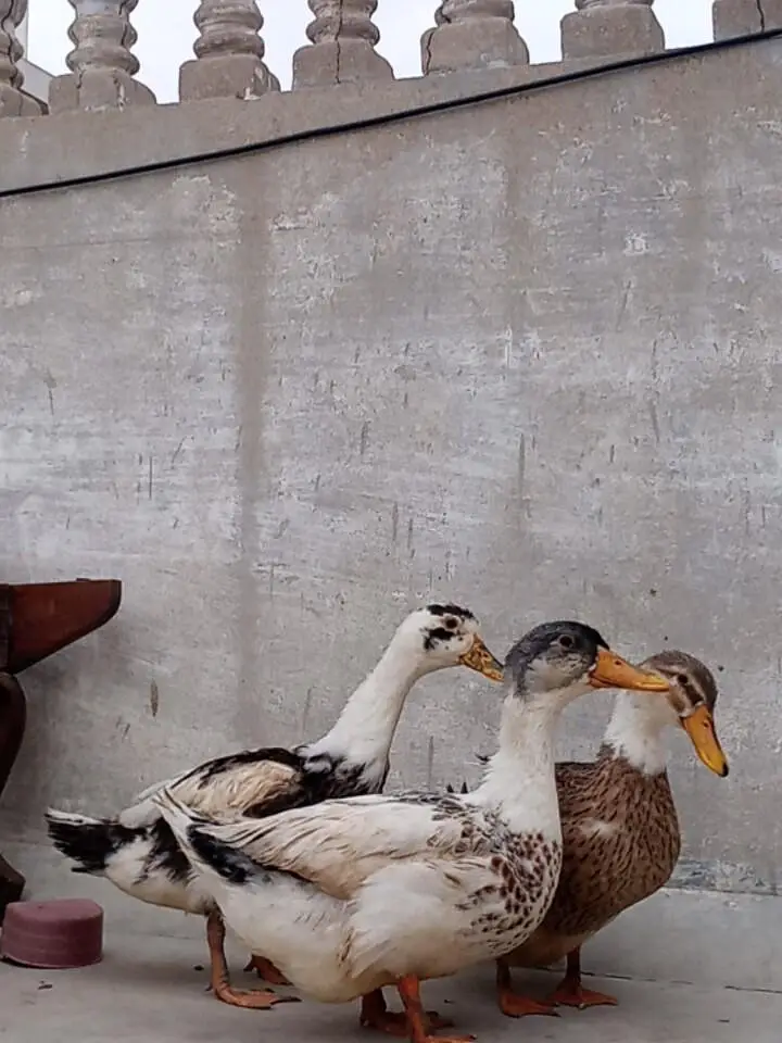 ducks for sale — photo 5