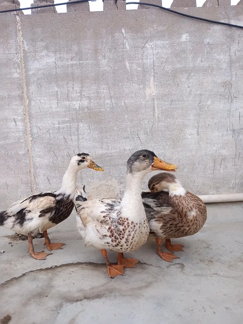 ducks for sale — photo 6