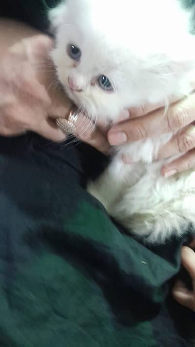 Cute Persian Cat