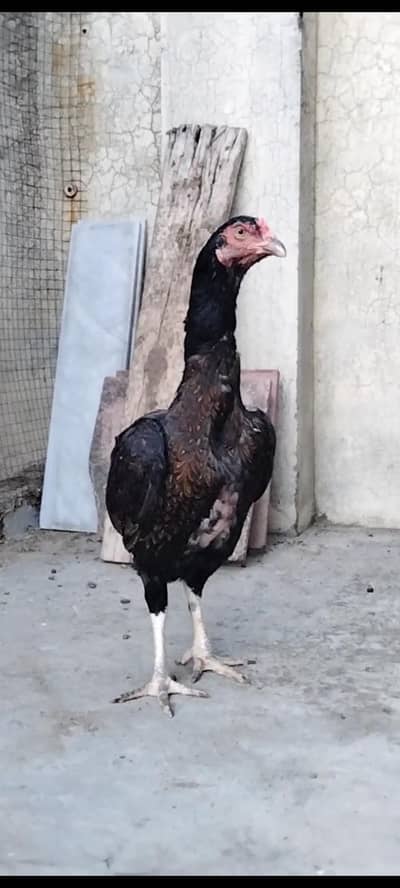 Australorp Murgha & Murghiyan available