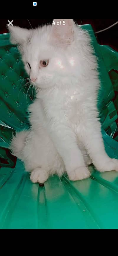 cat babe ha 2mant ka ha our dadal cod my ha