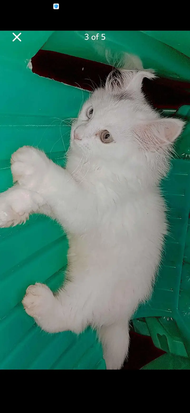 cat babe ha 2mant ka ha our dadal cod my ha — photo 2