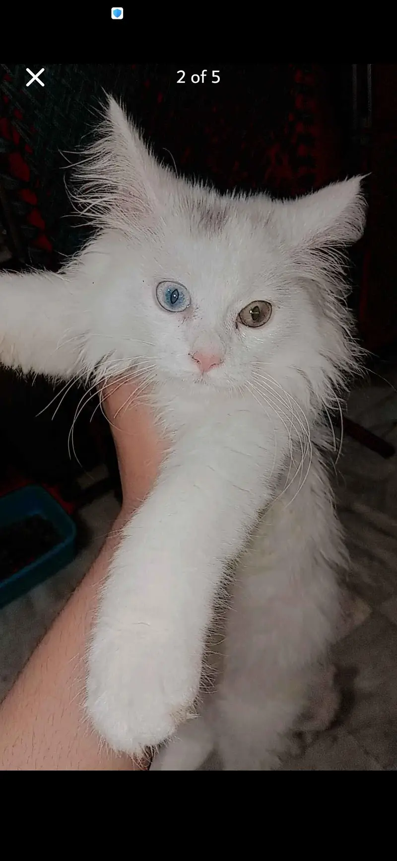 cat babe ha 2mant ka ha our dadal cod my ha — photo 3