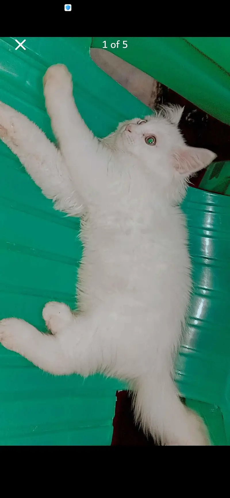 cat babe ha 2mant ka ha our dadal cod my ha — photo 4