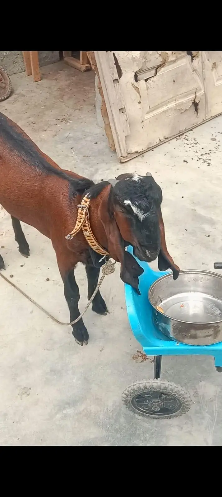 Goats — photo 2