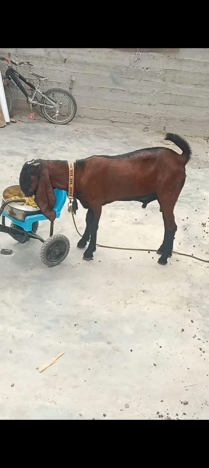 Goats — photo 4