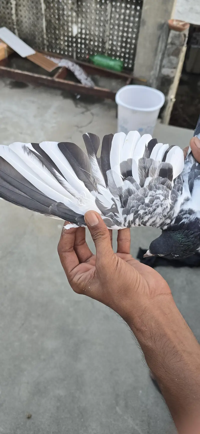Royal teddy — photo 5