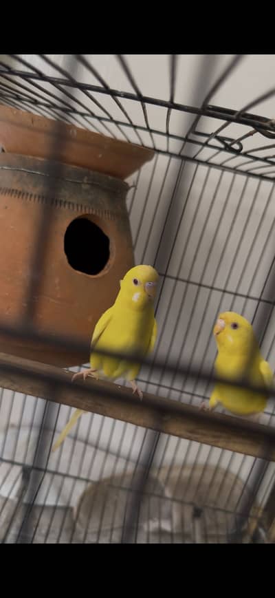 Budgies and other birds for sale