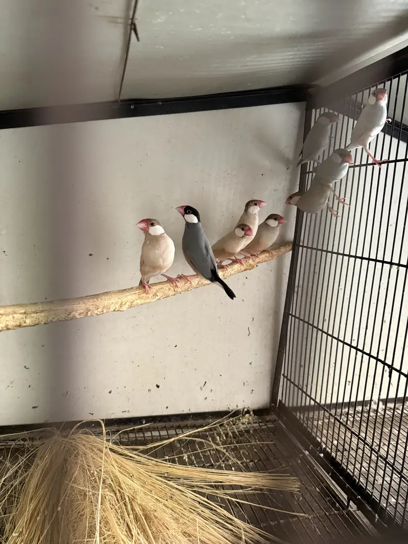 Budgies and other birds for sale — photo 2