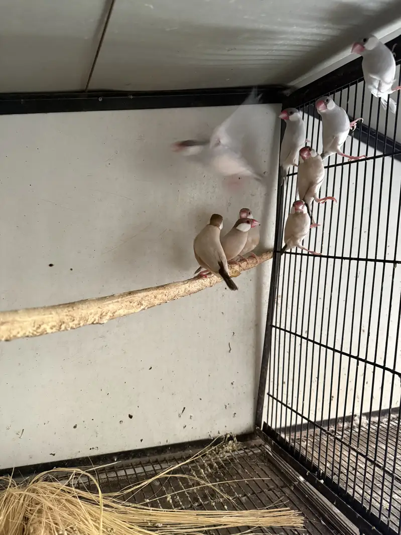 Budgies and other birds for sale — photo 3