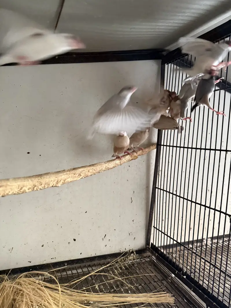Budgies and other birds for sale — photo 4