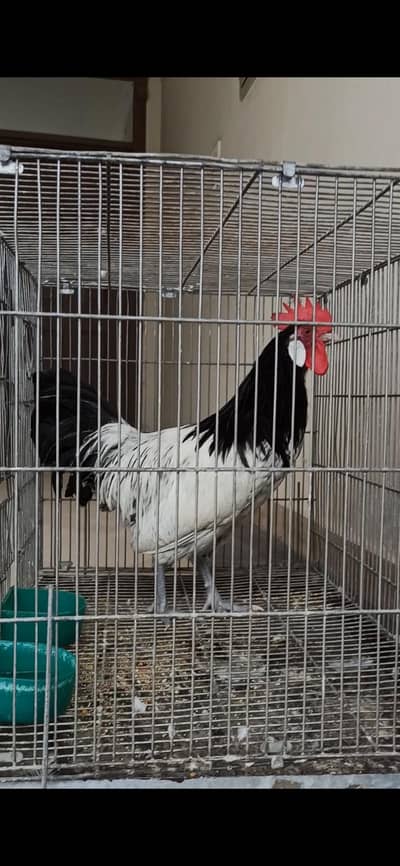 Lakenvelder Sussex Plymouth Brahma