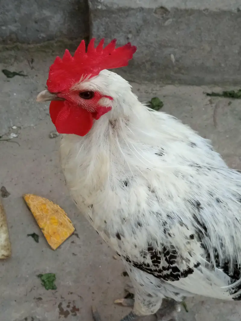 pure misri (fauomi) murghay — photo 2