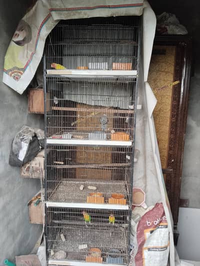 love birds sale