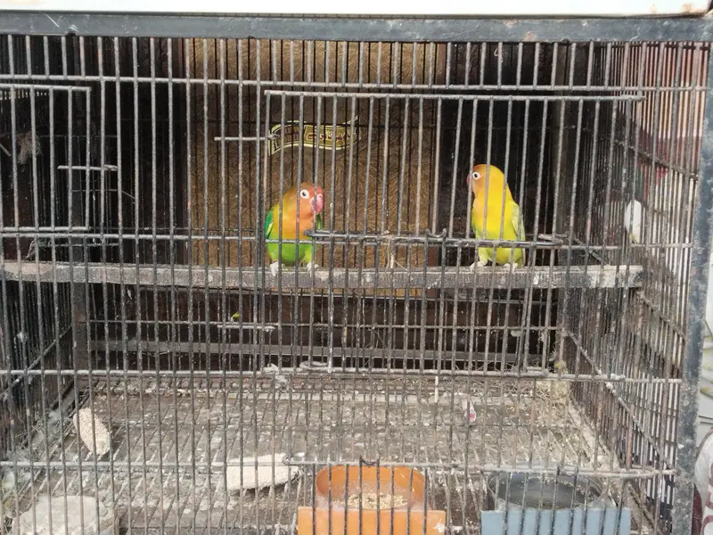 love birds sale — photo 2