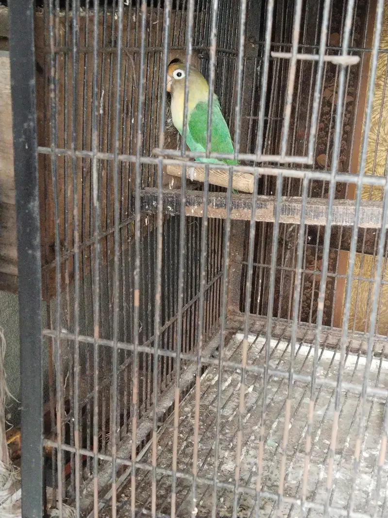 love birds sale — photo 3