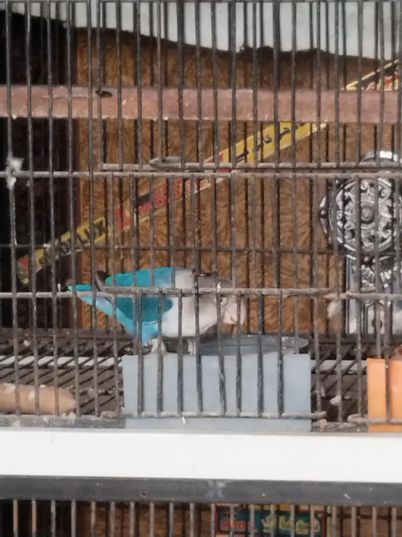 love birds sale — photo 4
