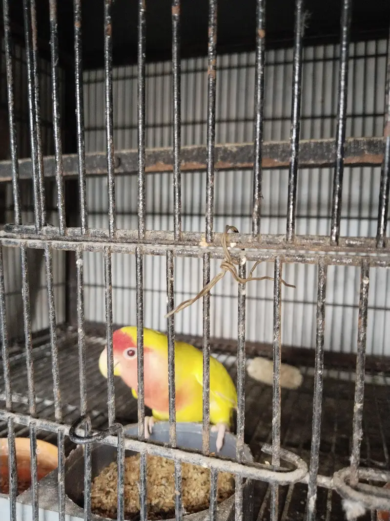 love birds sale — photo 6