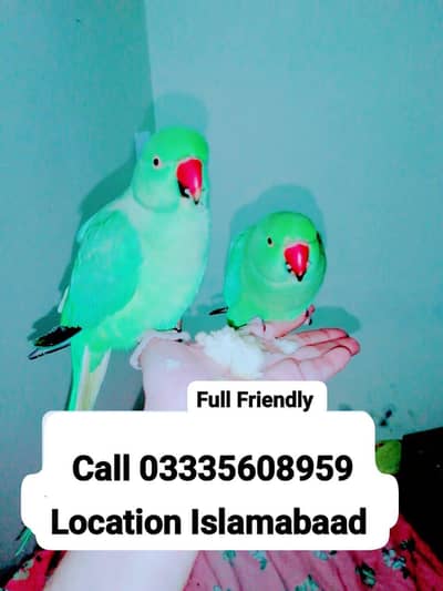 Single 5,500 Hand Tamed Green Ring Neck Male Parrot