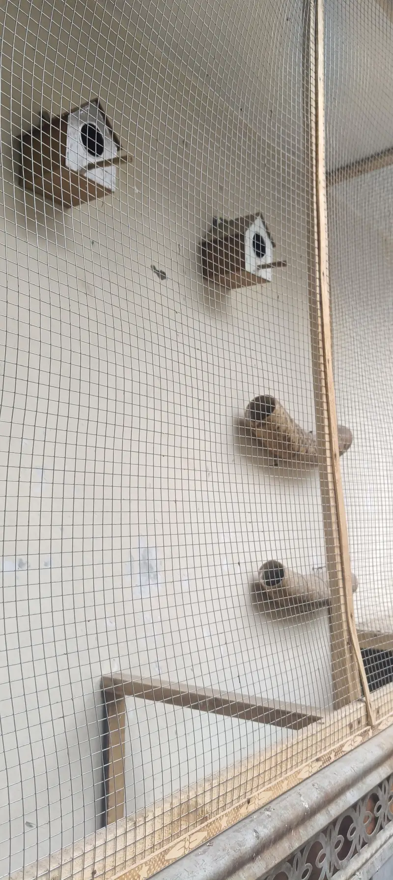 parrot cage fixed on wall steel net — photo 4