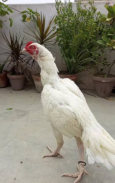 ghar ki breed hai paper white hera