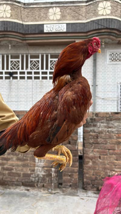 Mianwali aseel