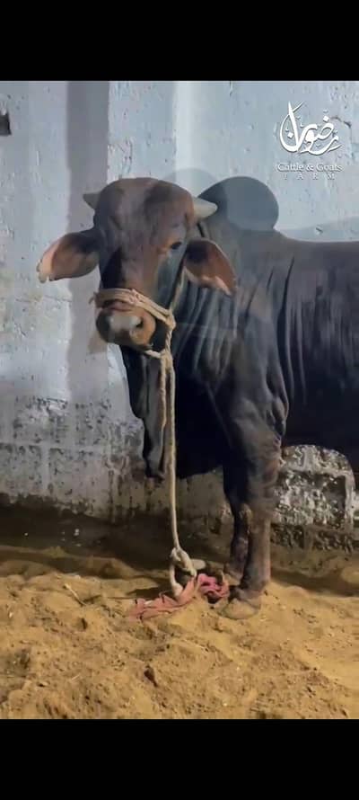 Top quality bichola bachra