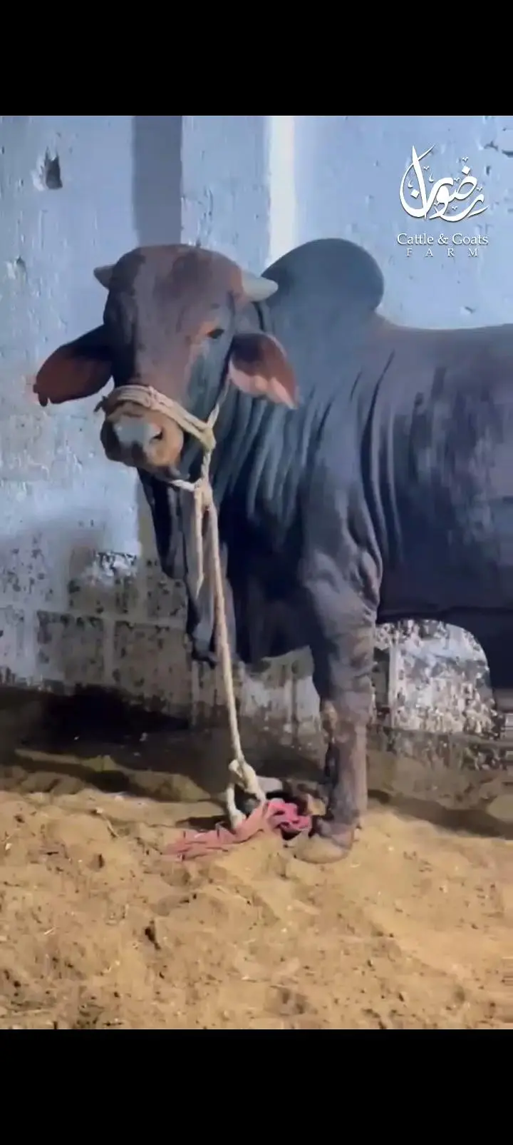 Top quality bichola bachra — photo 2