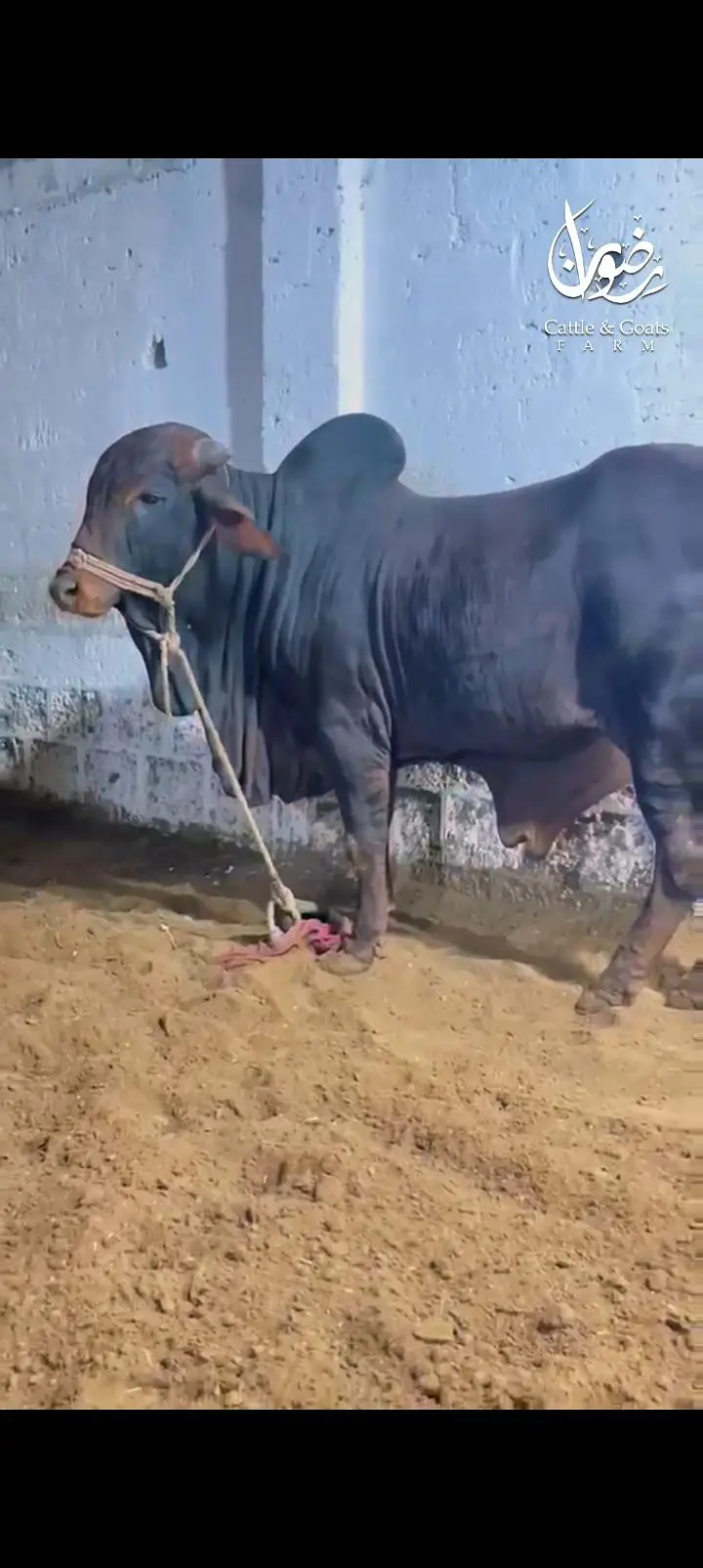 Top quality bichola bachra — photo 3
