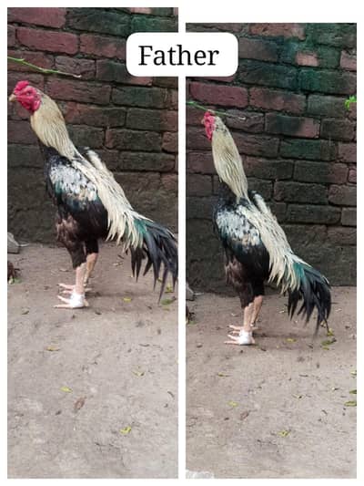 Pakistani high quality