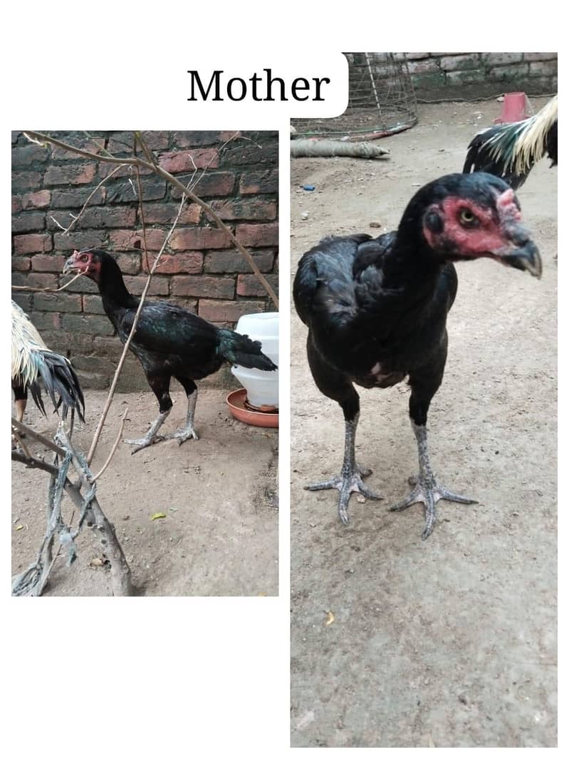 Pakistani high quality 1