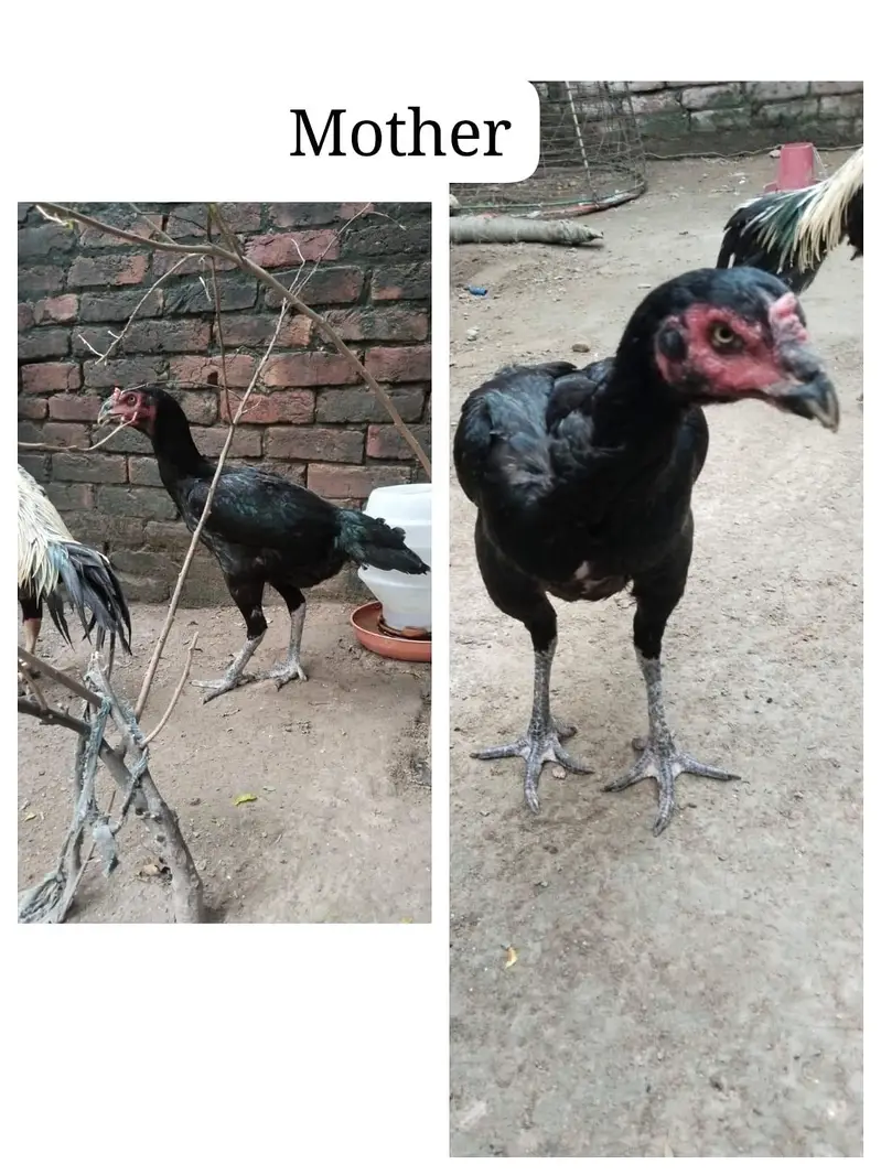 Pakistani high quality — photo 2