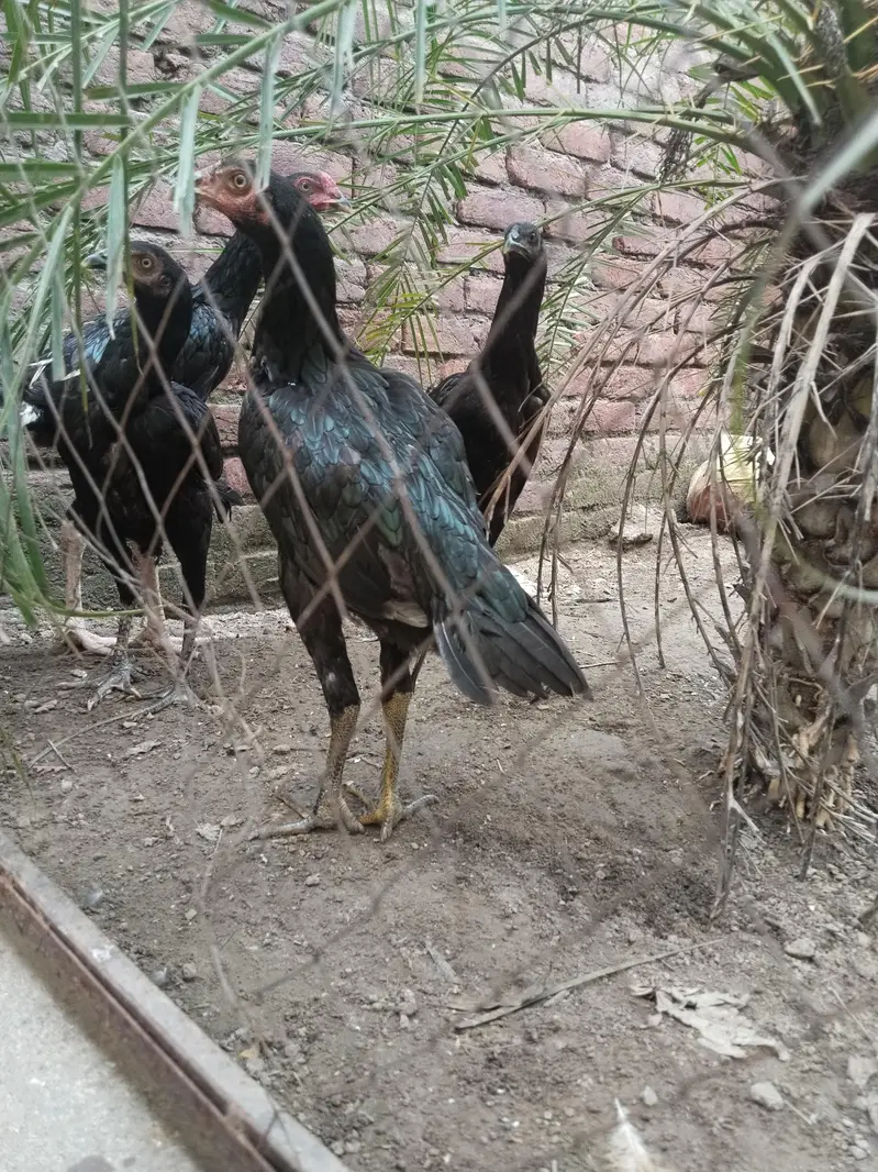 Pakistani high quality — photo 3