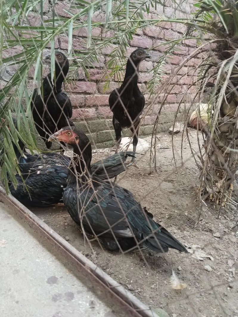 Pakistani high quality — photo 4