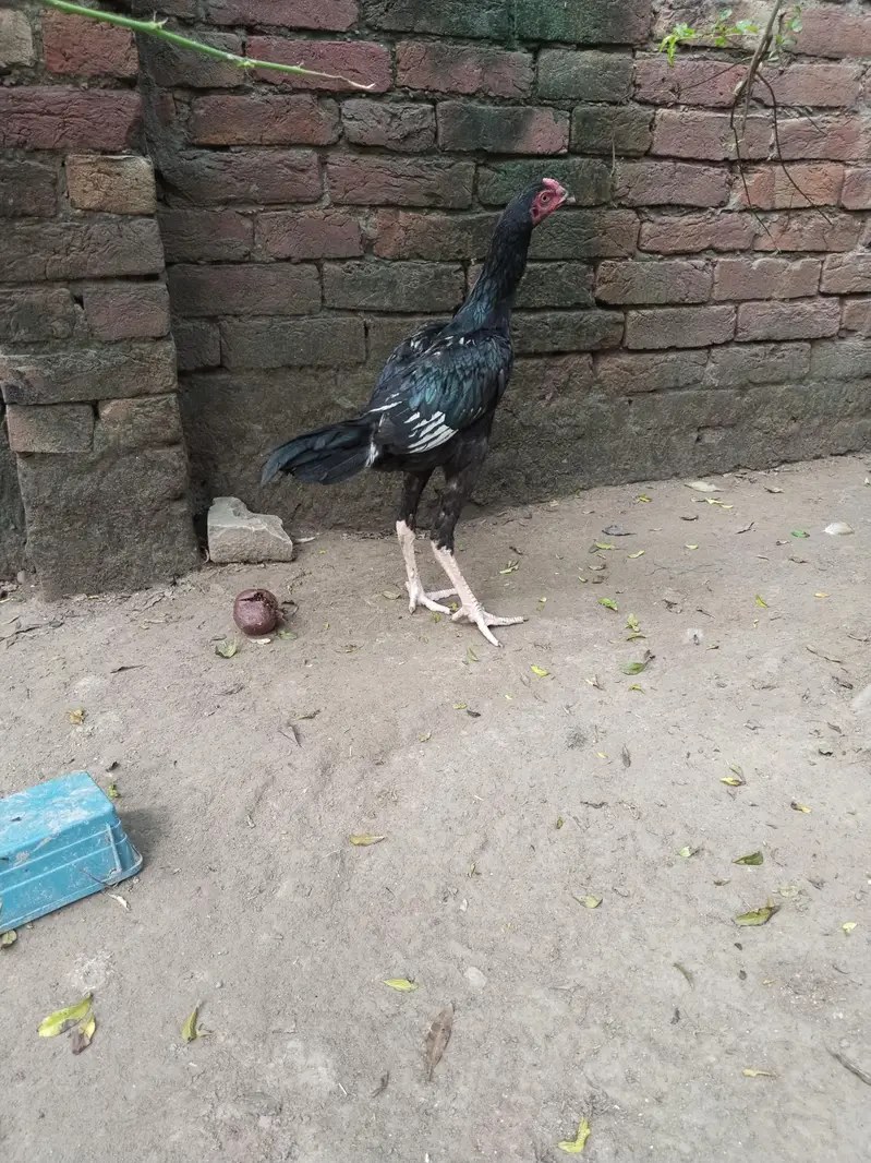 Pakistani high quality — photo 5