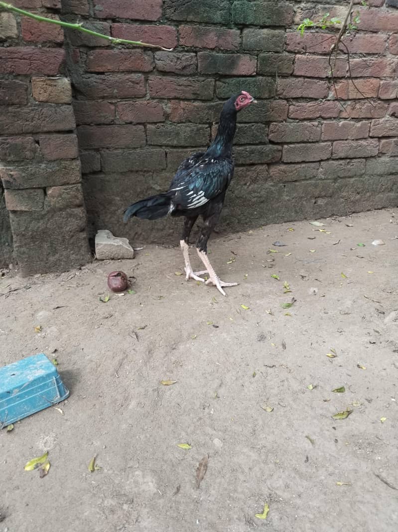 Pakistani high quality 5