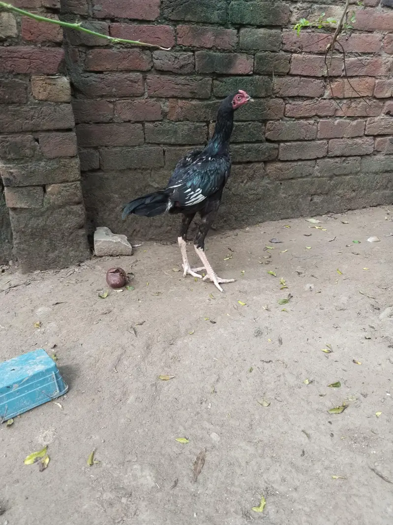 Pakistani high quality — photo 6