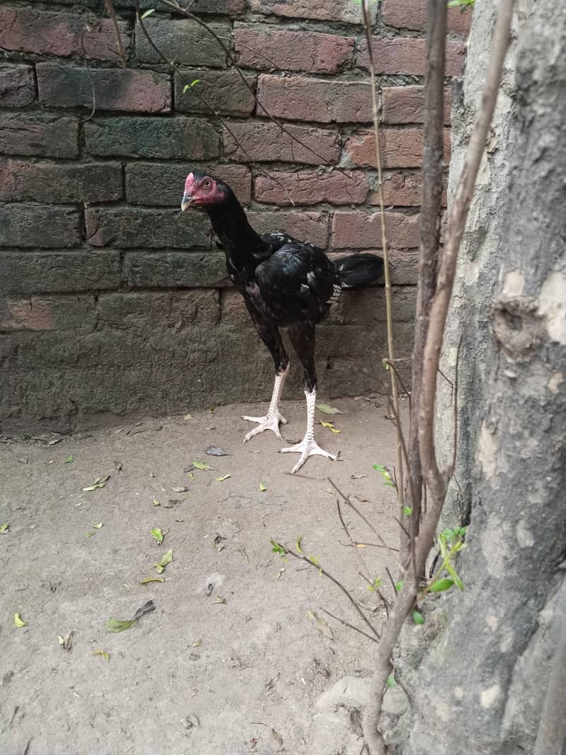 Pakistani high quality 6