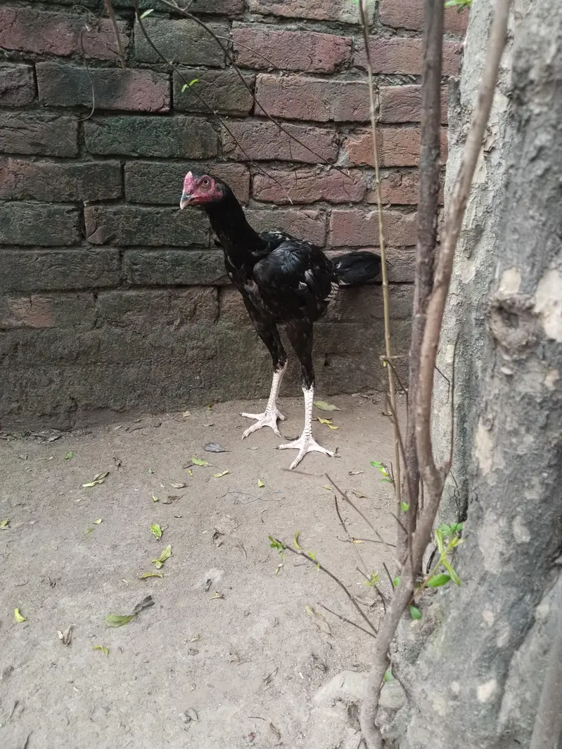 Pakistani high quality — photo 7