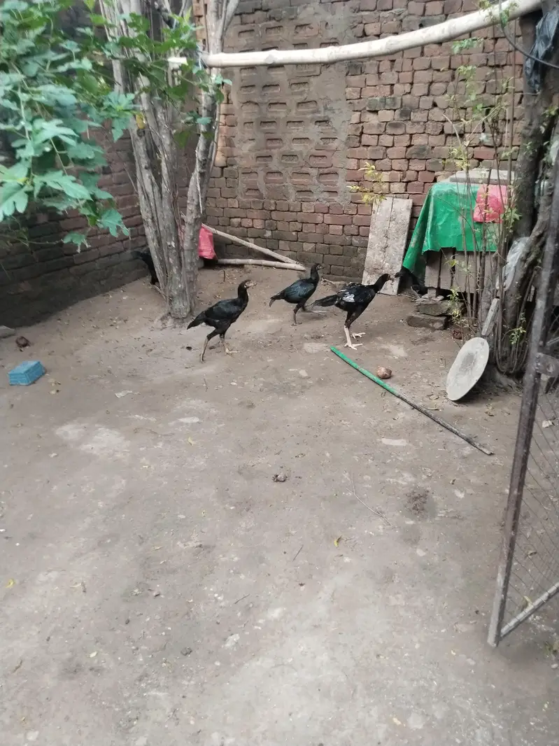 Pakistani high quality — photo 8