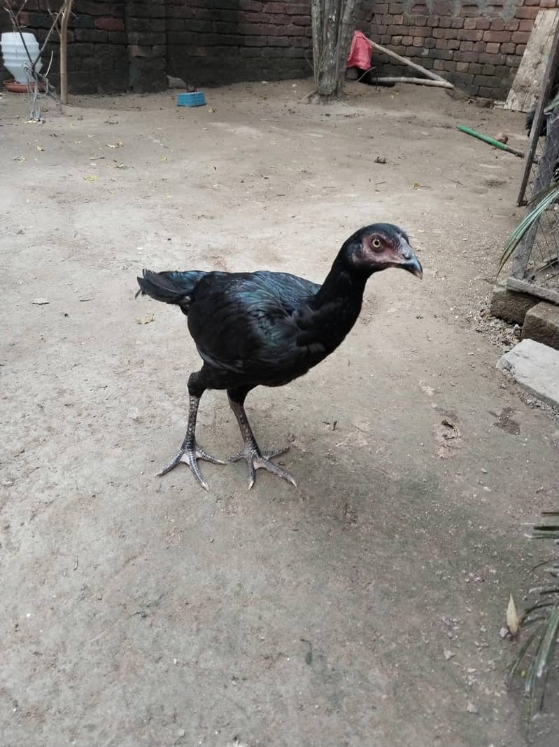 Pakistani high quality 8
