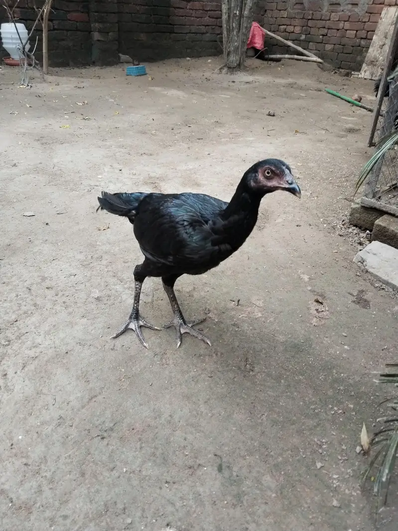 Pakistani high quality — photo 9