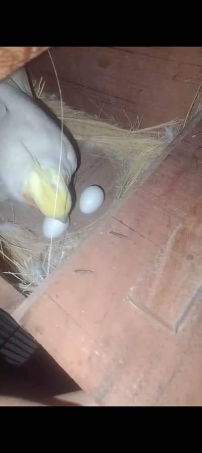 red eye pair 1 chick Nikal Aya h