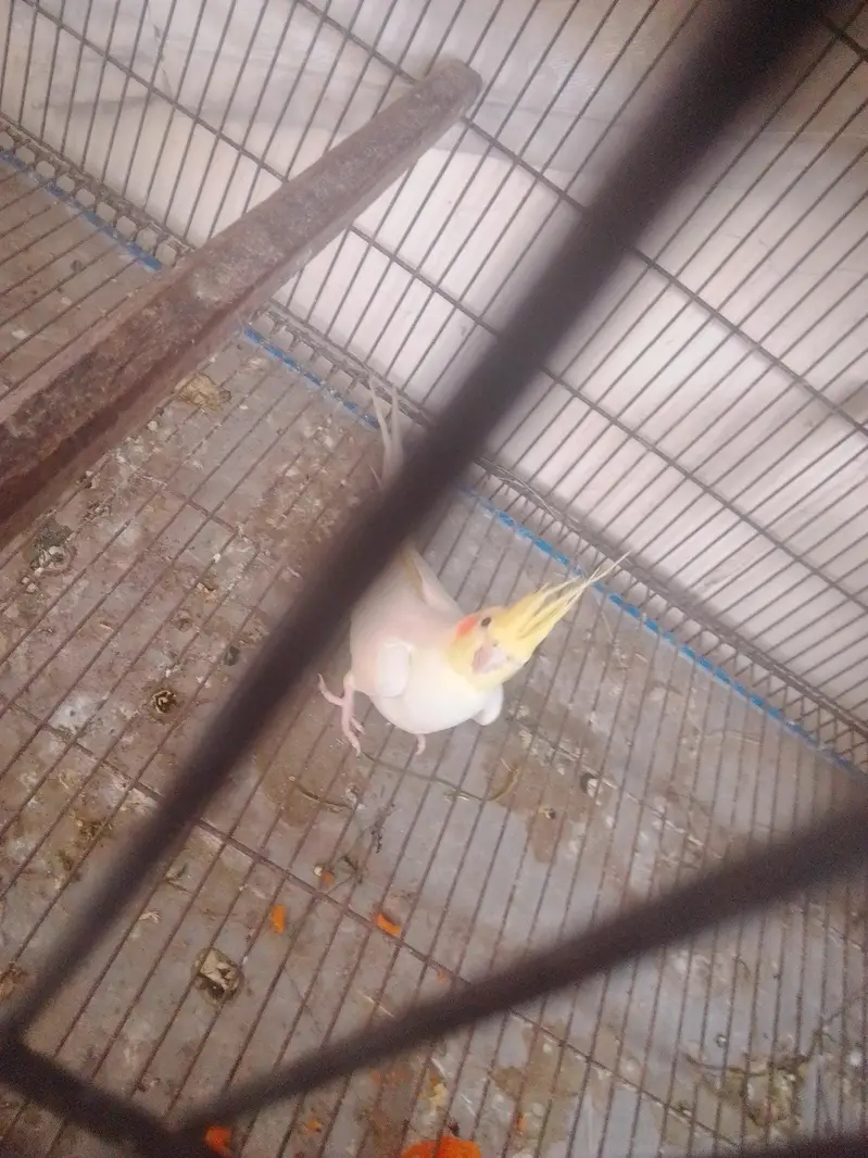 red eye pair 1 chick Nikal Aya h — photo 2